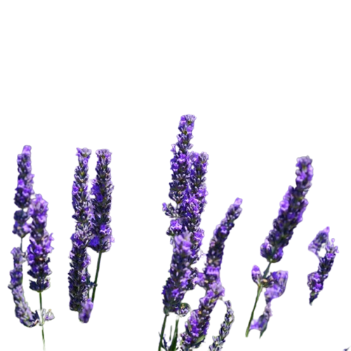 Middle Notes Image